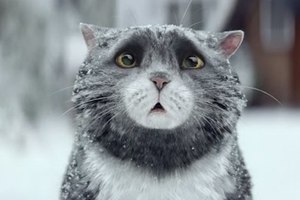 英國最萌貓咪廣告　聖誕節的罪魁禍首竟然…