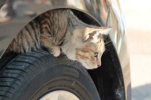 開車前《拍拍車保護小貓》大家一起來努力推廣吧