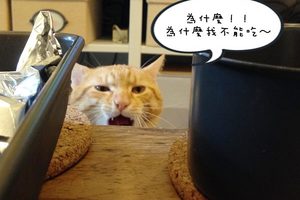 【讀喵術】搞懂貓咪到底在『喵～』什麼！（上）