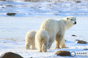北極熊天天傻走相同路線　覓不到食物只能「啃草暖胃」  