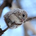 這種被稱為「世界最可愛生物」的雪地飛鼠，超萌的飛行模樣會讓你不顧一切移民到北海道！