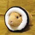 網友推出超美味的限量版「天竺鼠壽司」，這一定會瞬間賣光光的啊！