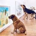 這個藝術展覽館的設計讓狗狗嗨到都不願意離開了！