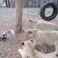 三隻獅子跟小狗搶食物，卻被封為〝史上最丟臉的獅子〞啦！