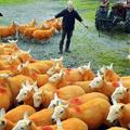 英國男子為防止羊被盜 將800隻羊噴成橙色