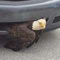 美國國鳥」被卡在保險桿中超尷尬