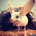 沙漠中的米老鼠！已被列為全球100最瀕危滅絕物種 !