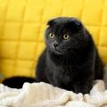 【貓奴必知！】貓咪在床上尿尿不是在找碴，而是在告訴你這５個重大健康警訊(((ﾟДﾟ;)))