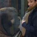 准媽媽帶著7個月大的肚子去動物園 「遇到超柔情大猩猩」