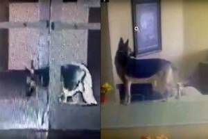 美國德國狼犬機智「越獄」 監視畫面竟錄驚人之舉 
