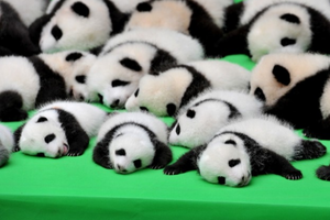 23隻萌爆熊貓集體出動，其中一隻「想逃跑」卻「倒栽蔥」，激萌傻樣讓大家是又好氣又好笑！