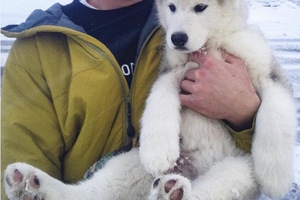 他幾年前在暴風雪裡找到了這條「小熊狗狗」，過了3年後他的人生就有了最美妙的劇變！