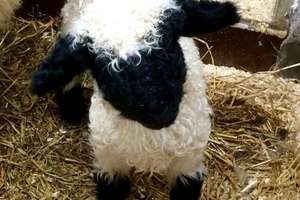 奇特綿羊品種 你見過嗎？與普通綿羊不同，黑鼻羊的臉一團漆黑~
