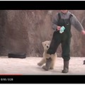 超萌抱大腿　雙胞胎北極熊寶寶「圍攻」飼養員求抱抱