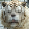 真的沒PS過？英動物園「世界最醜老虎」走紅　可憐身世曝光：原來都是人類害的...
