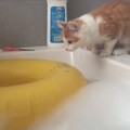 好奇小貓想玩黃色的充氣玩具，竟然…只能落魄的逃跑