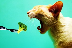 貓咪表示：「可以來點肉嗎？」小貓跟著主人長年吃素，因營養不良而送醫，差點喪命...