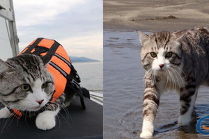 人氣貓喵吉海灘「霸氣巡邏」　穿「救生衣」乘船出海