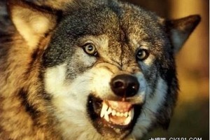 其實哈士奇一直有一個疑問深藏內心多年：為什麼牠是狼，而我是狗呢？？？