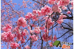 【開著汽車去露營】全台可以賞櫻花的露營區！
