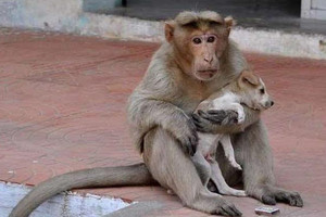 猴子把小狗當成自己的孩子照顧，狗狗被收養卻拆散相依為命的牠們...