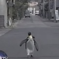 日本寵物企鵝背著背包去商店買魚! 視頻/組圖