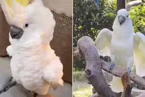 鸚鵡走失!她竟在動物園尋獲 「唱牠最愛的歌」下秒反應眾人淚崩 鸚鵡走失!她竟在動物園尋獲 「唱牠最愛的歌」下秒反應眾人淚崩