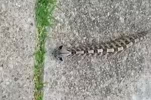 影/「外星骷髏蛇」只剩骨頭?動起來網全起雞皮疙瘩 真實身份曝光 影/「外星骷髏蛇」只剩骨頭?動起來網全起雞皮疙瘩 真實身份曝光