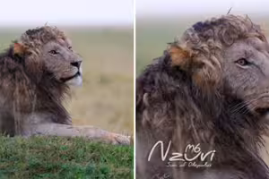 非洲最帥「捲毛獅」爆紅 髮型神似希臘男神 非洲最帥「捲毛獅」爆紅 髮型神似希臘男神