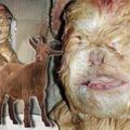馬來西亞農場驚現“人臉”山羊，難道羊媽媽被人類侵犯？才生出這隻怪寶寶嗎？