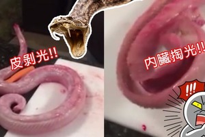 這條蛇已被「斷頭剝皮去內臟」，以為已經死掉的它突然復活攻擊人類，殭屍蛇的模樣把大家都嚇瘋了！