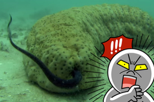 在海底發現可怕「海怪」？結果叫專家來看，原來這是二種不同海生物的合體？！