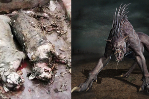 疑似補獲傳說中的吸血怪物「卓柏卡布拉」，照片一貼出引發爭議，有人說這其實是另一種生物？！