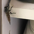 家裡飛進「超巨大恐怖蒼蠅」　內行一看急勸：是益蟲！