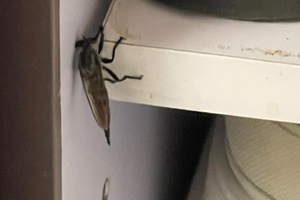 家裡飛進「超巨大恐怖蒼蠅」　內行一看急勸：是益蟲！