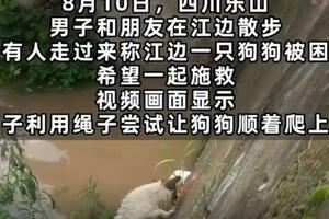 狗狗被困5米河堤3人施救20分鐘，施救人：漲水中沒人救可能會沒命