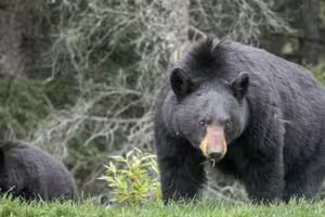 「日本JR公廁」驚傳熊出沒 69歲警衛傷勢曝 「日本JR公廁」驚傳熊出沒 69歲警衛傷勢曝