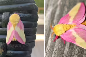 會飛的棉花糖!「蛾界小精靈」超夢幻 連身體都是少女配色 會飛的棉花糖!「蛾界小精靈」超夢幻 連身體都是少女配色