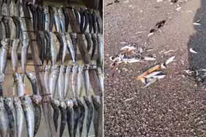 大地震前兆?北海道「上千條沙丁魚擱淺」沙灘 驚悚畫面曝光 大地震前兆?北海道「上千條沙丁魚擱淺」沙灘 驚悚畫面曝光