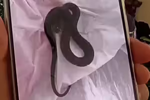 出遊返家「客廳竟變蛇窩」!夫妻網購1物釀禍 出遊返家「客廳竟變蛇窩」!夫妻網購1物釀禍