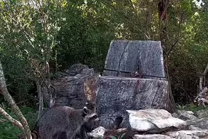 影/超瘋浣熊媽「把狐狸窩當托兒所」 小浣熊進去12小時…狐狸全家大驚 影/超瘋浣熊媽「把狐狸窩當托兒所」 小浣熊進去12小時…狐狸全家大驚