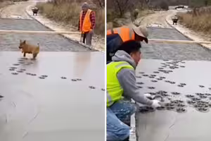 影/鋪路施工「狗狗闖入亂跳」 水泥蓋滿小腳印!工人反應揭曉 影/鋪路施工「狗狗闖入亂跳」 水泥蓋滿小腳印!工人反應揭曉