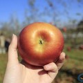 吃蘋果會過敏？　關於它的「4大真相」...好多人都吃錯