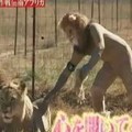 超爆笑!! 野生動物觸碰大作戰 - 獅子篇