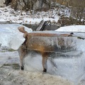 「冰塊狐狸」活活凍死？他在冰裡看到「栩栩如生」的牠…立刻拍下、照片一上傳網路火速爆紅！