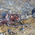 英國海灘驚現人形頭部、魚尾下肢，疑似美人魚的不明生物屍體！