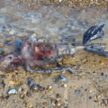 震驚！英國海岸發現「美人魚屍骸」被沖上岸，尾巴經沖刷已腐爛似塑膠袋... 