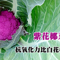 「紫花椰菜」抗氧化力比白花椰菜更強！最佳烹飪時間：清燙○○秒就好