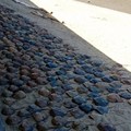 500多隻「瀕臨絕種的活化石屍體」離奇出現在日本海灘上，科學家一解剝「人類真的快把地球摧毀了」！