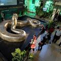 地球歷史上最大的蟒蛇：泰坦巨蟒，以鱷魚為食，體重竟達1134 公斤.....太誇張了！！